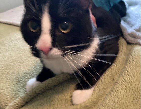 Maddie’s Meadows Pet of the Week