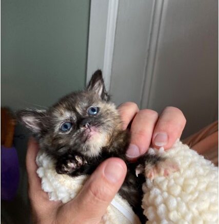 Maddie’s Meadows Pet of the Week