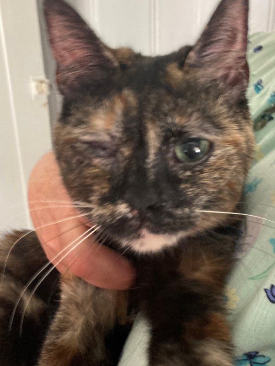 Maddie’s Meadows Pet of the Week