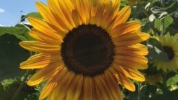 Seed A Rama - free seeds and plants for your garden