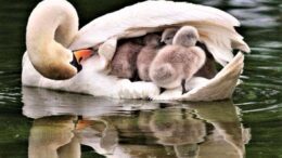 We Are All Mothers in Spirit     