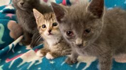 Maddie’s Meadows Pet of the Week