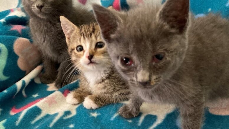 Maddie’s Meadows Pet of the Week