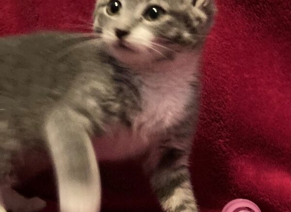 Maddie’s Meadows Pet of the Week