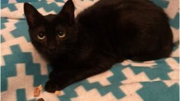 Maddie’s Meadows Pet of the Week