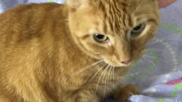 Maddie’s Meadows Pet of the Week