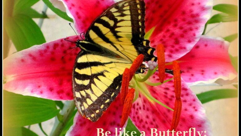 Care For Your Mind; Be like a butterfly; it only sits on beauty, not on rubbish