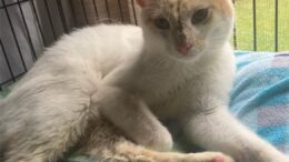 Maddie’s Meadows Pet of the Week