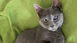 Maddie’s Meadows Pet of the Week