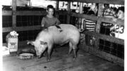 Be Part of the 55th Anniversary of the Tioga County 4-H Livestock Auction