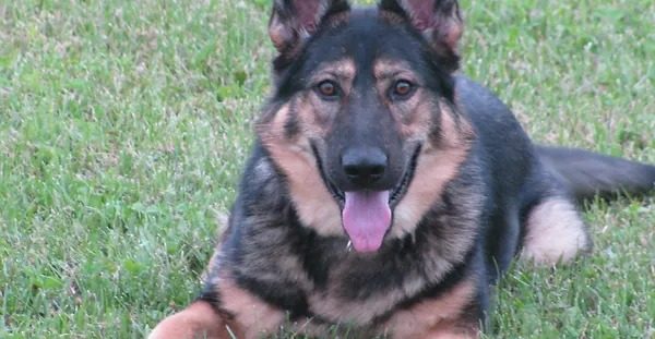 OPD mourns the passing of K-9 Tarah