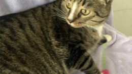 Maddie’s Meadows Pet of the Week