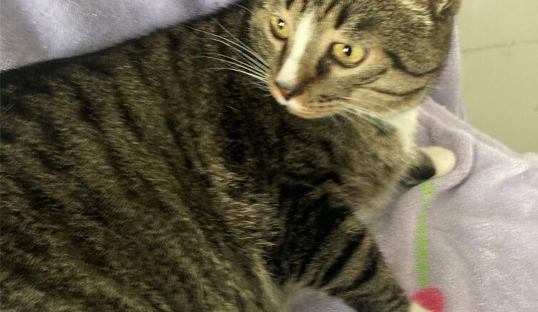 Maddie’s Meadows Pet of the Week