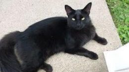 Maddie’s Meadows Pet of the Week