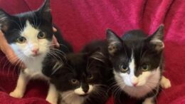 Maddie’s Meadows Pet of the Week