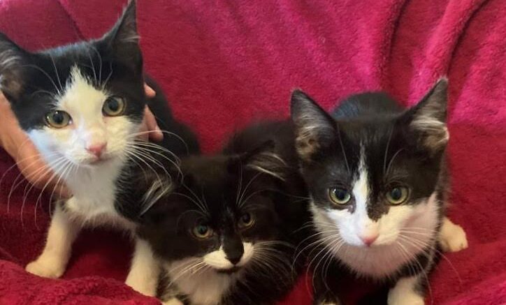 Maddie’s Meadows Pet of the Week