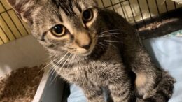 Maddie’s Meadows Pet of the Week