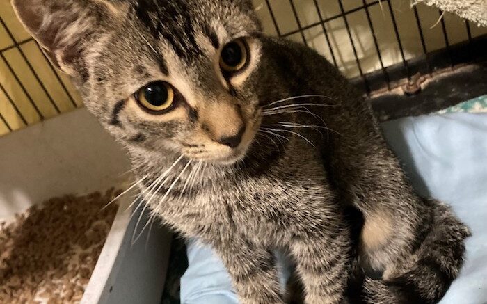 Maddie’s Meadows Pet of the Week