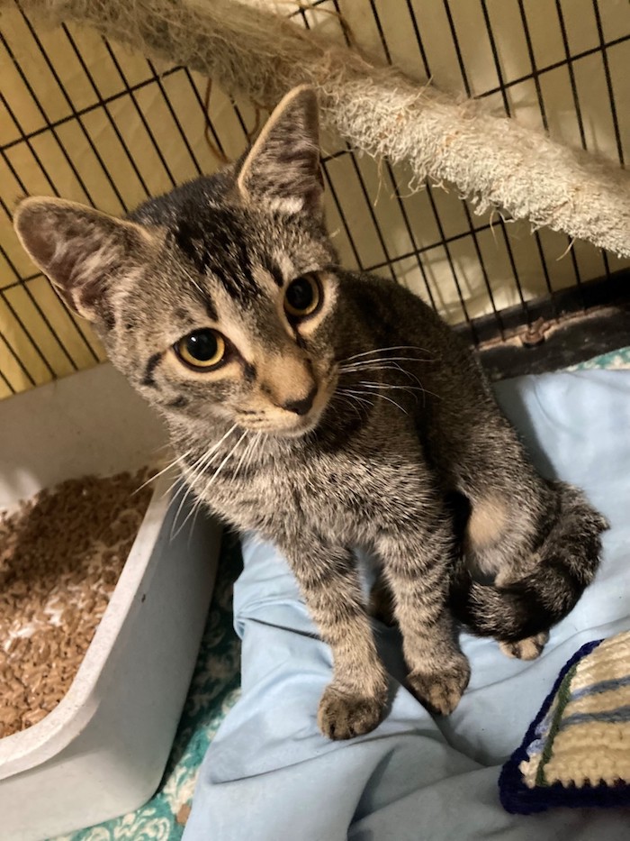 Maddie’s Meadows Pet of the Week Owego Pennysaver Press