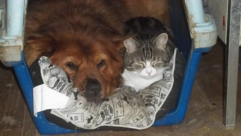 Maddie’s Meadows Pet of the Week