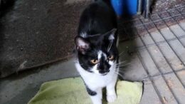 Maddie’s Meadows Pet of the Week