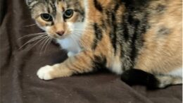 Maddie’s Meadows Pet of the Week