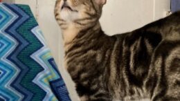 Maddie’s Meadows Pet of the Week