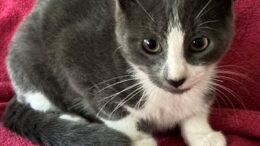 Maddie’s Meadows Pet of the Week