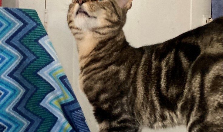 Maddie’s Meadows Pet of the Week