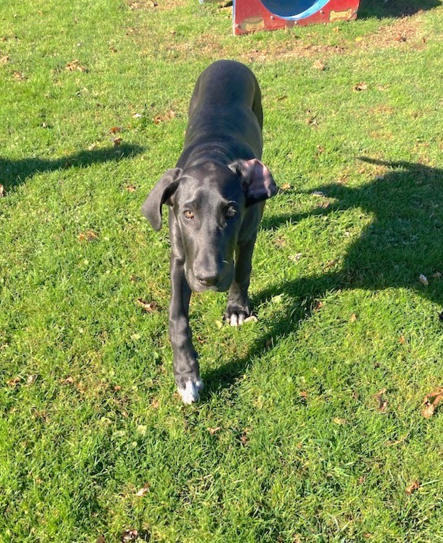 Photos Happenings at The Rebecca Weitsman Memorial Dog Park in Owego
