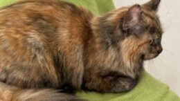 Maddie’s Meadows Pet of the Week