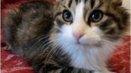 Maddie’s Meadows Pet of the Week