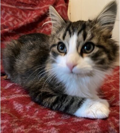 Maddie’s Meadows Pet of the Week