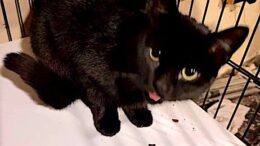 Maddie’s Meadows Pet of the Week