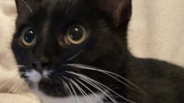 Maddie’s Meadows Pet of the Week