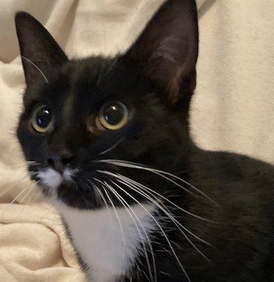 Maddie’s Meadows Pet of the Week