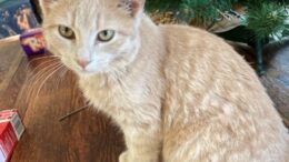 Maddie’s Meadows Pet of the Week