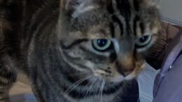 Maddie’s Meadows Pet of the Week