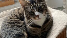 Maddie’s Meadows Pet of the Week