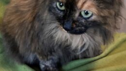 Maddie’s Meadows Pet of the Week