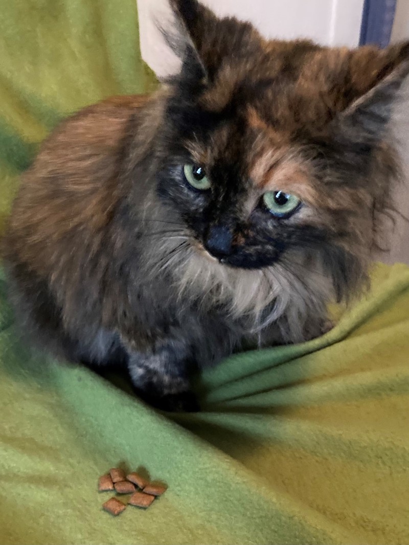 Maddie’s Meadows Pet of the Week Owego Pennysaver Press