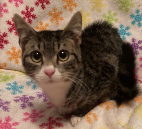 Maddie’s Meadows Pet of the Week