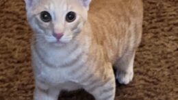 Maddie’s Meadows Pet of the Week