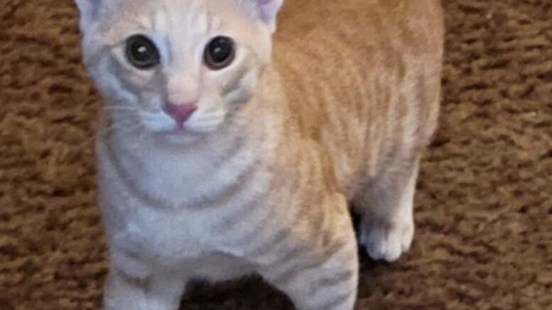 Maddie’s Meadows Pet of the Week