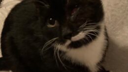 Maddie’s Meadows Pet of the Week