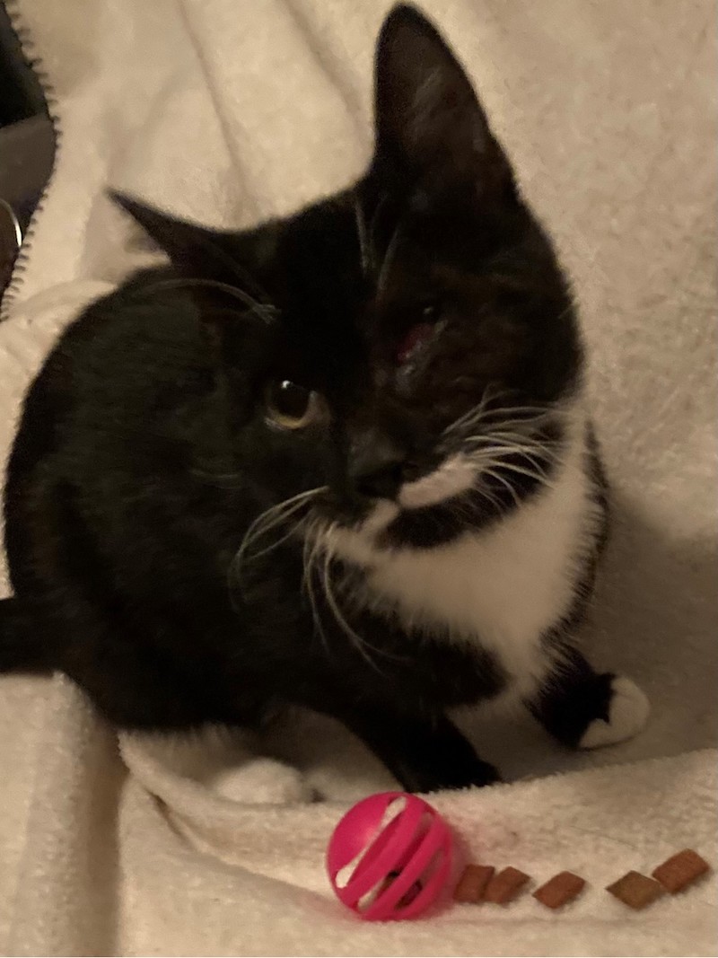 Maddie’s Meadows Pet of the Week Owego Pennysaver Press