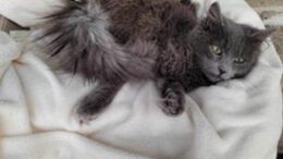 Gail’s Tails; Symptoms of Lyme Disease in Cats