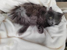 Gail’s Tails; Symptoms of Lyme Disease in Cats