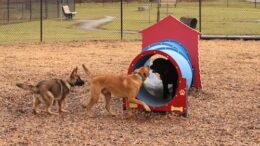 Wanted: Dog Park Volunteers
