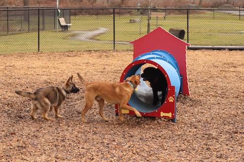 Wanted: Dog Park Volunteers